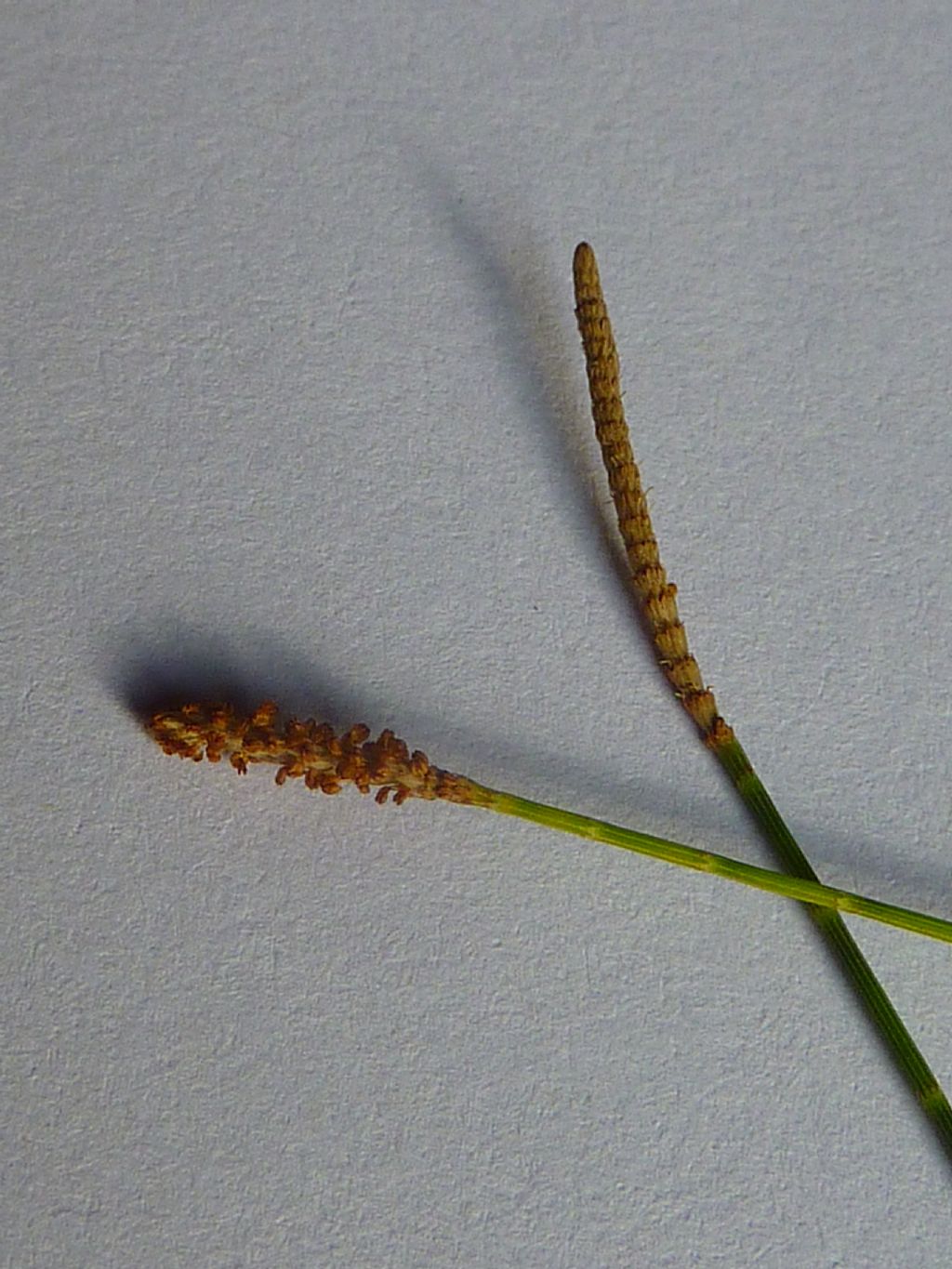 identificazione albero: Casuarina cunninghamiana